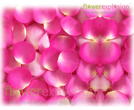 Hot Pink Rose Petals  Fresh Rose Petals - Flower Explosion